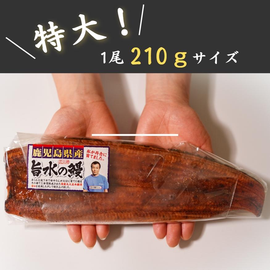 国産 鹿児島県産 うなぎ 蒲焼き 送料無料(本州のみ)「特大うなぎ蒲焼 210ｇ×2尾」無投薬 熟成 うなぎタレ 山椒付き 鰻 うなぎ ギフト｜sasuigeta｜06