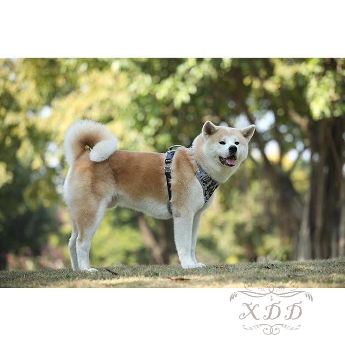 犬服 夏用 おしゃれ クール メッシュ おしゃれ 春夏 涼しい おもしろ コスプレ 犬の服夏用 安い 可愛い犬服 トイプードル 犬の服 サイズ L Www Bollywoodpapa Com