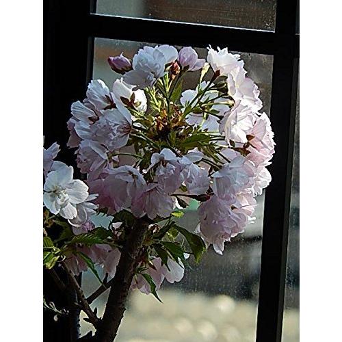 さくら盆栽 八重咲きの桜盆栽で 自宅でお花見が楽しめます｜sato-shopping｜05