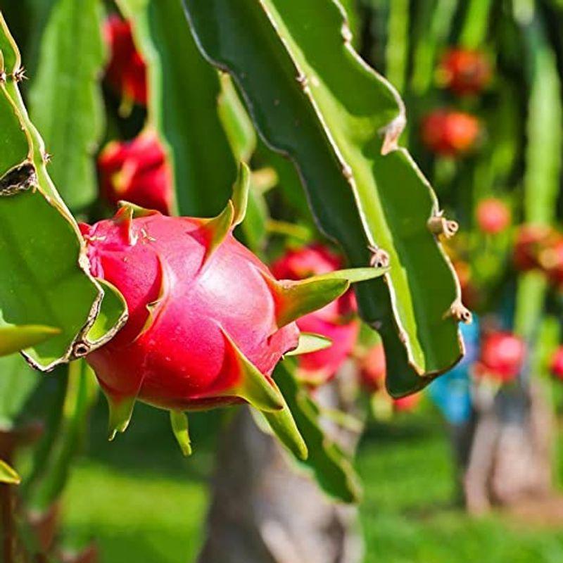 予約 ドラゴンフルーツ 赤肉果樹苗 10 5cmポット 1個サボテンの仲間 丈夫で育成が簡単花は月下美人に似ており 一晩限り咲く豪華な花は美 Moe Gov Np