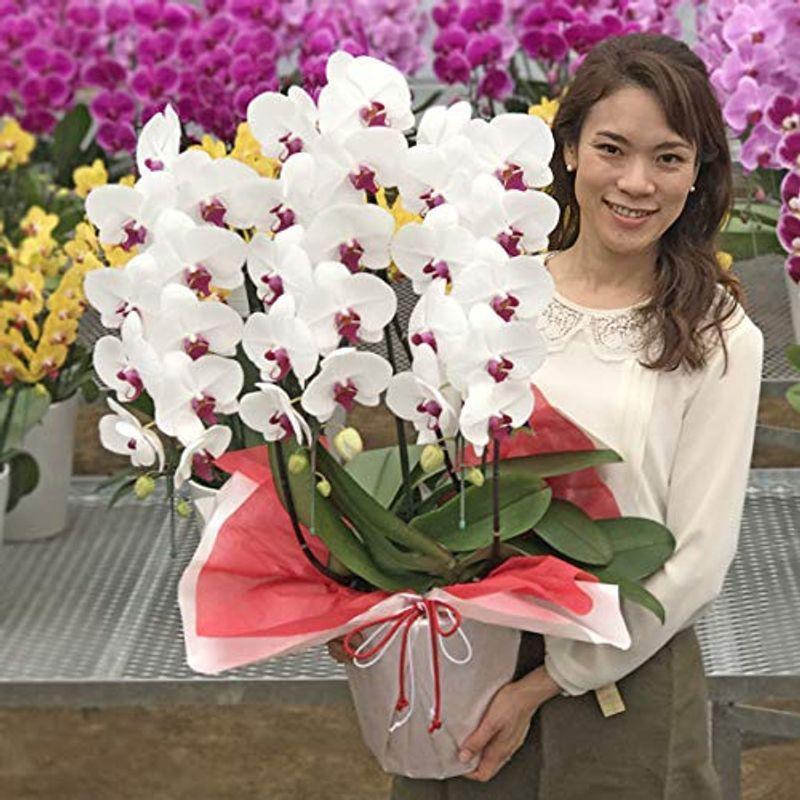 特売中 ふじみ野ラン園 胡蝶蘭 生花 ご自宅用としても楽しめる 花持ち 胡蝶蘭3本立ち 生花 ギフト 白赤 厚紙札 カード無料 スタンダードタイプ 再入荷分を購入 Riabilitazionelogopedia It