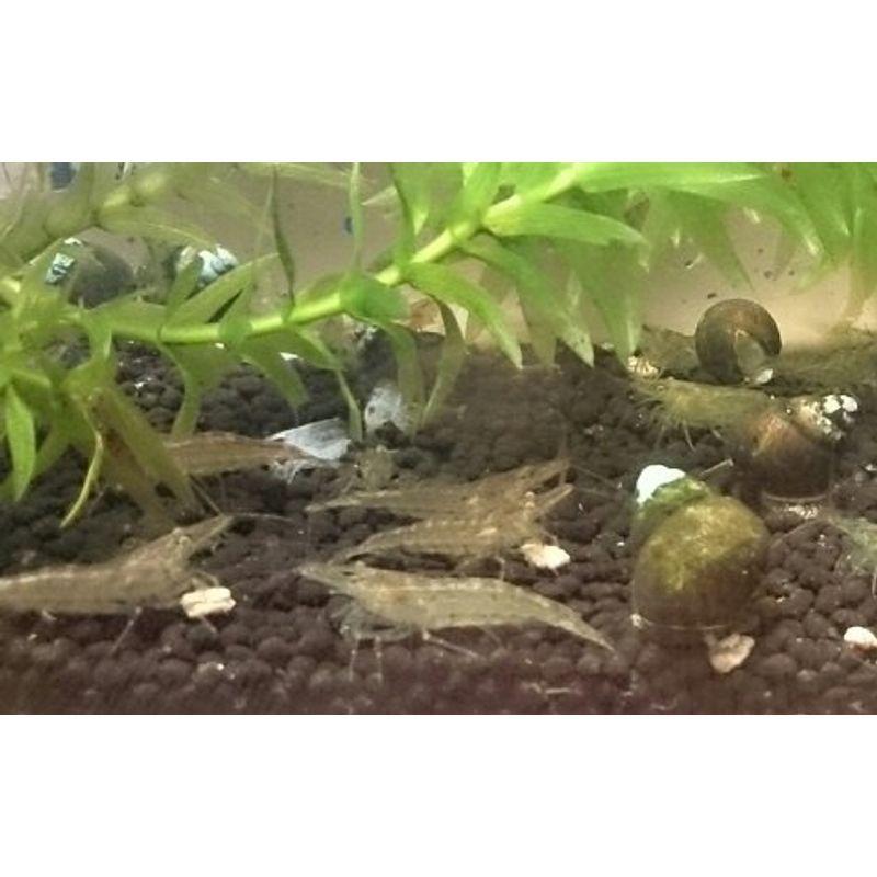 海外最新 エビ 貝コケ対策セット ミナミヌマエビ 10匹 ヒメタニシ 5匹 生体