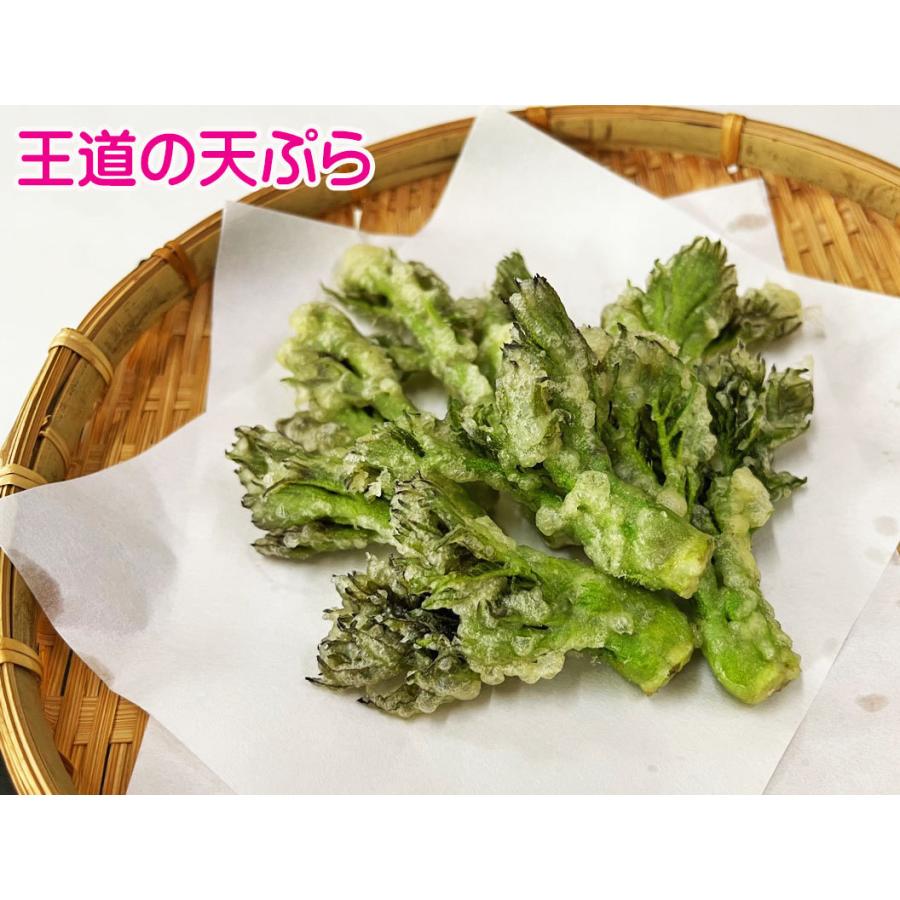 天然 山菜 タラの芽 たらの芽 50g冷蔵 山形県庄内地方 種類 春 山菜