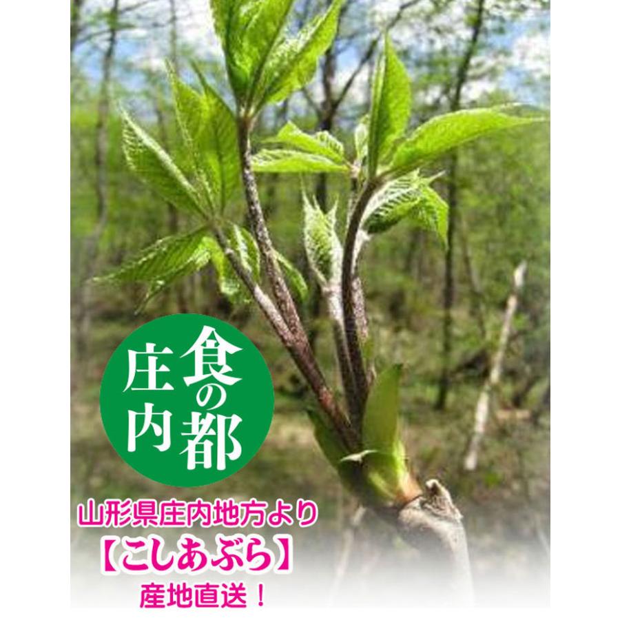 天然 山菜 こしあぶら 1パック 冷蔵 山形県庄内地方 種類 春 山菜