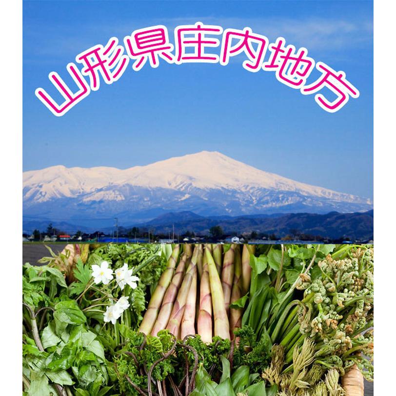 天然 山菜 こしあぶら 1パック 冷蔵 山形県庄内地方 種類 春 山菜