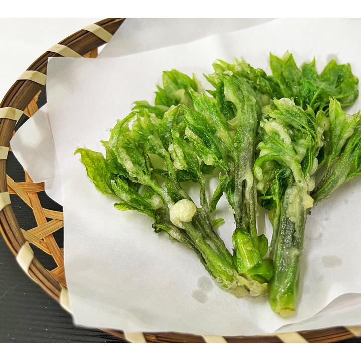天然 山菜 こしあぶら 1パック 冷蔵 山形県庄内地方 種類 春 山菜