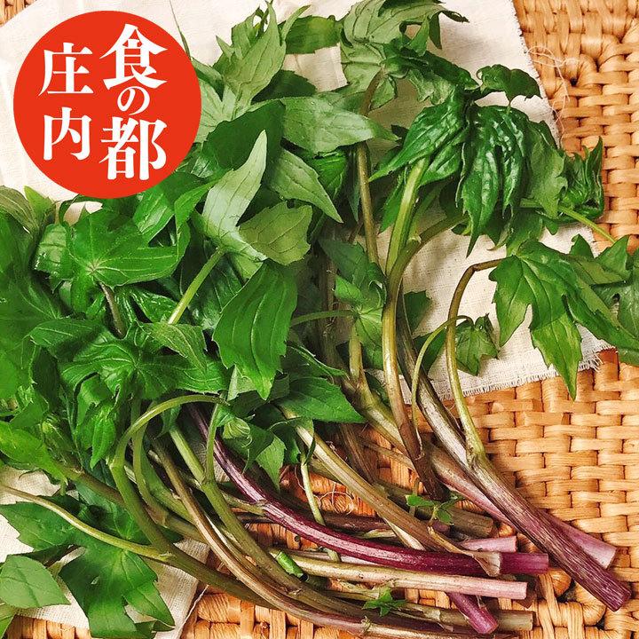 天然 山菜 シドケ 100g冷蔵 山形県庄内地方 しどけ 春 山菜セット 佐