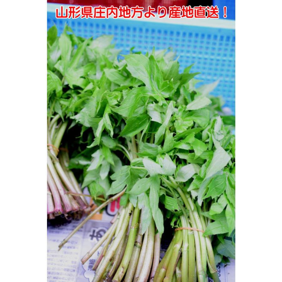 天然 山菜 シドケ 100g冷蔵 山形県庄内地方 しどけ 春 山菜セット 佐
