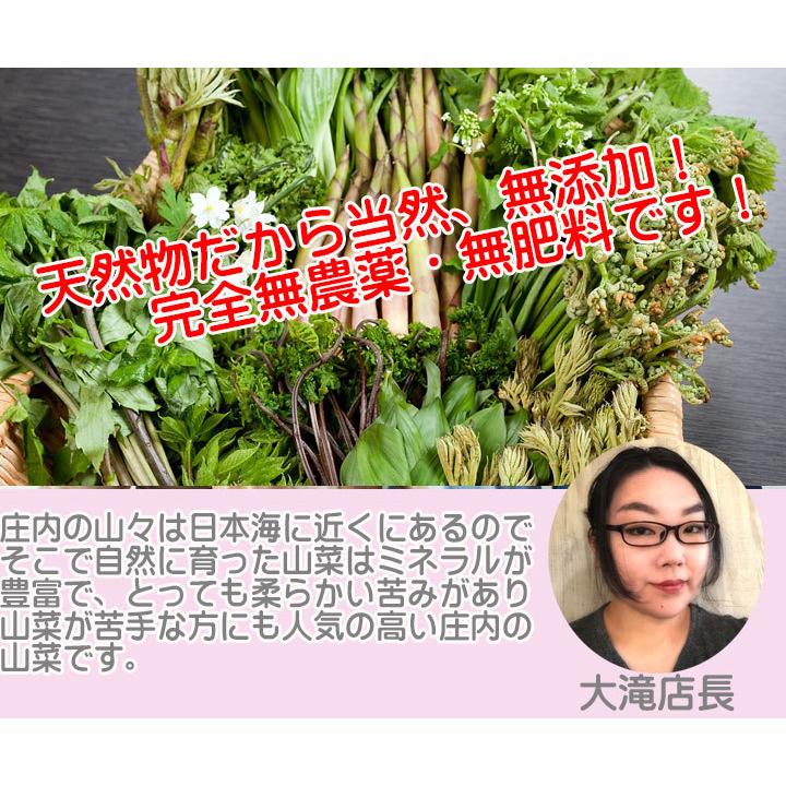 天然 山菜 シドケ 100g冷蔵 山形県庄内地方 しどけ 春 山菜セット 佐