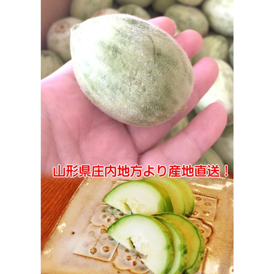 メロン子 1kg 山形県鶴岡産 子メロン 摘果メロン 食の都庄内 : 安心と