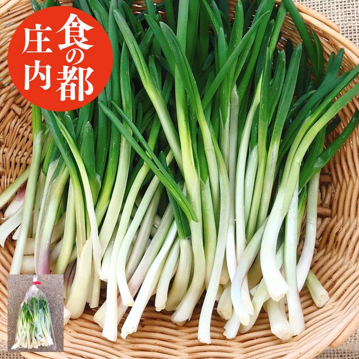 浅葱 促成栽培 ハウス 山菜 あさつき 100g 山形県庄内地方 アサツキ 浅葱