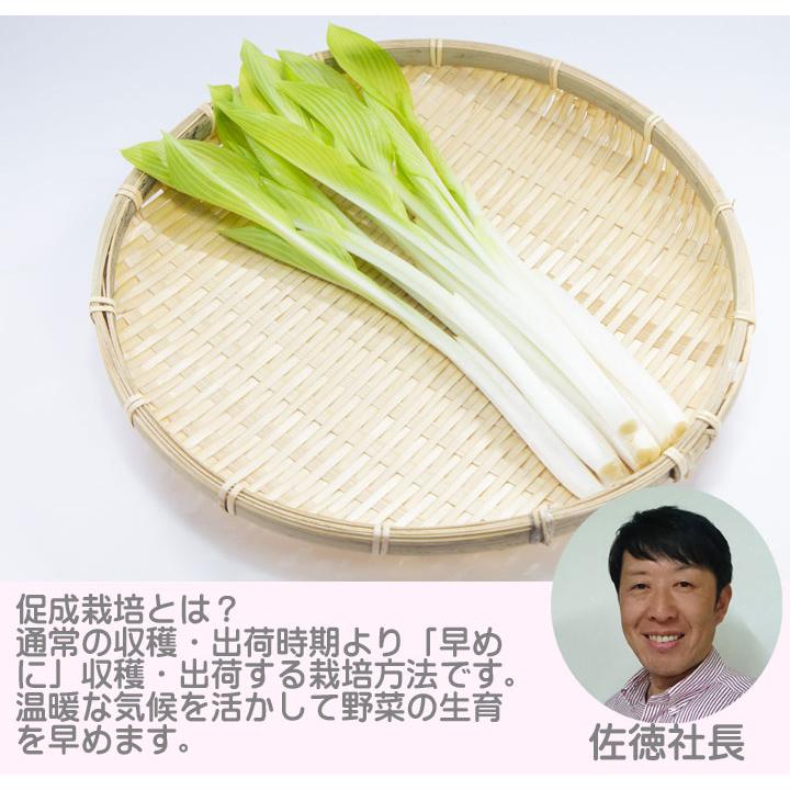 ハウス栽培 山菜 うるい 100g 促成栽培 ウルイ 山形県庄内地方 山菜セット : 安心とおいしさが詰まったお祝いおこわの店佐徳 - 通販 ...