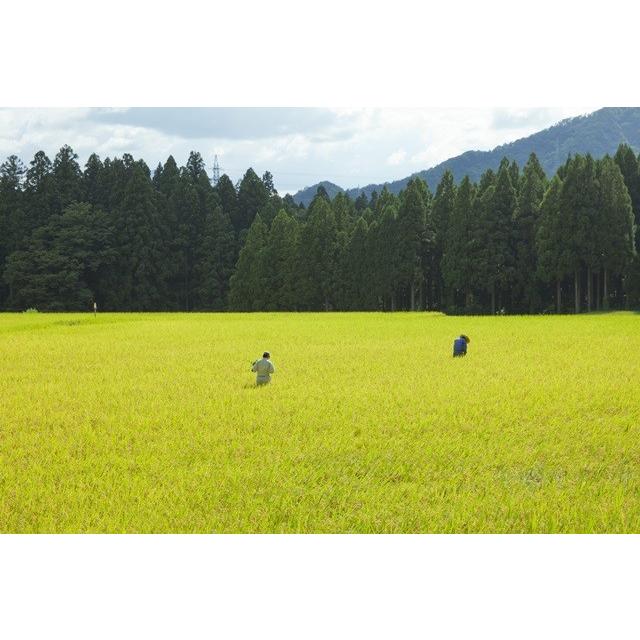 コシヒカリ 〔 令和8年産 新米予約 〕無農薬玄米 30kg 福井県産 無農薬