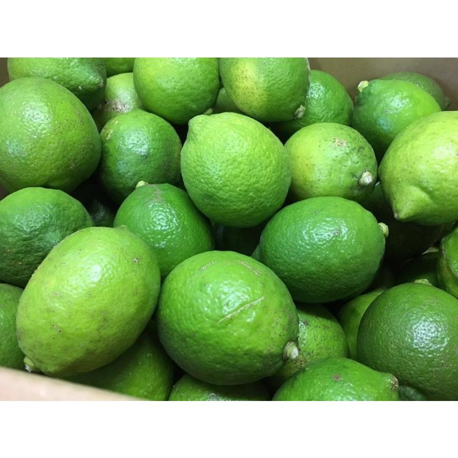 予約 広島県産 能勢さんの 無農薬レモン 10kg 家庭用 訳あり 防腐剤 防カビ剤不使用 瀬戸田レモン 国産レモン 青レモン 広島レモン Ao Lemon 10 Nose キープビギン 里の贈りもの 通販 Yahoo ショッピング