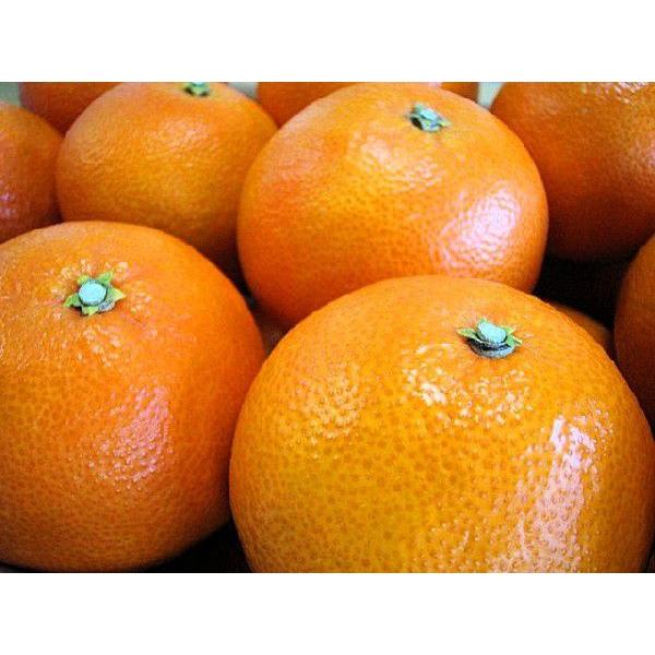 紅まどんな 訳あり 家庭用 約 10kg 紅マドンナ 愛媛県産 みかん お歳暮 benimadotyu00111c8kキープビギン 里の贈りもの 通販 Yahoo!ショッピング