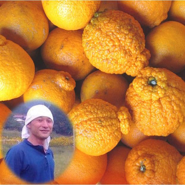 農薬不使用 不知火 訳あり 4kg 通称 デコポン | 