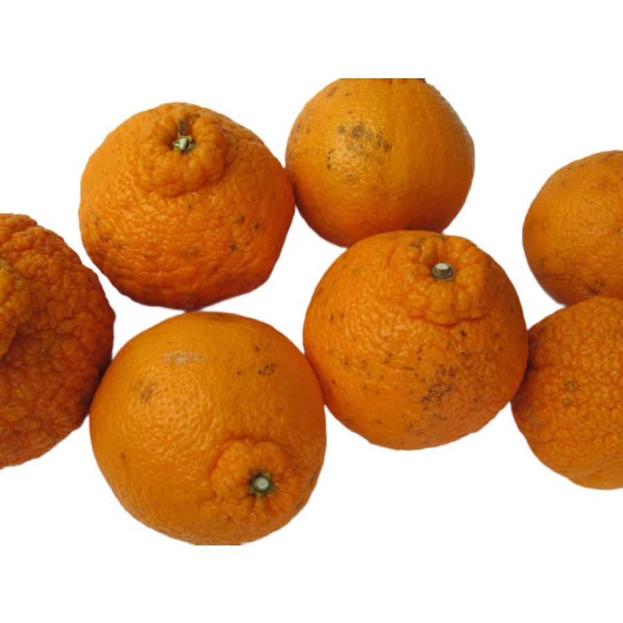 農薬不使用 不知火 訳あり 4kg 通称 デコポン |  | 01