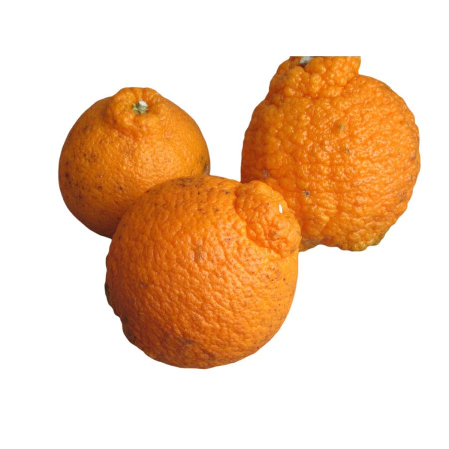 農薬不使用 不知火 訳あり 4kg 通称 デコポン |  | 05