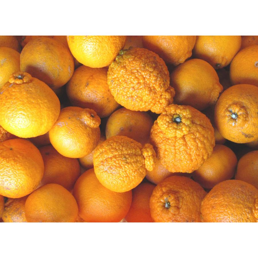 農薬不使用 不知火 訳あり 4kg 通称 デコポン |  | 07