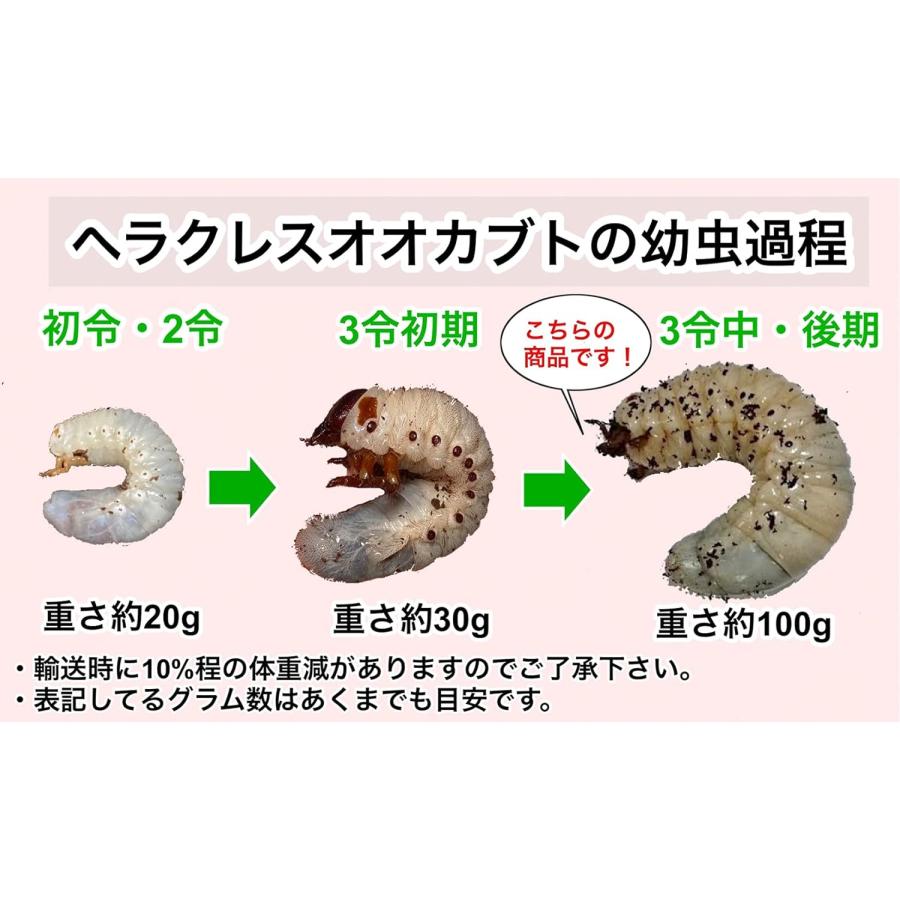 ヘラクレスオオカブト 3令幼虫 中期〜後期 オスメス ペア 60g 以上