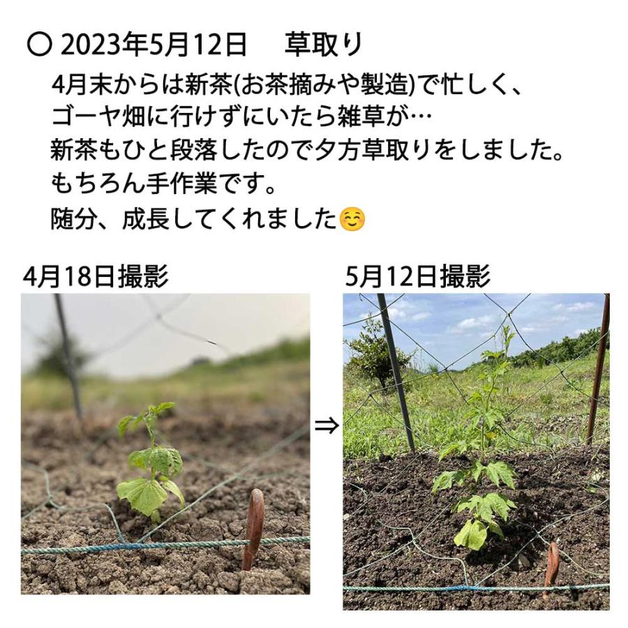 ゴーヤ 乾燥ゴーヤ 国産 乾燥ゴーヤ25g入×2袋 ビタミンC 食物繊維