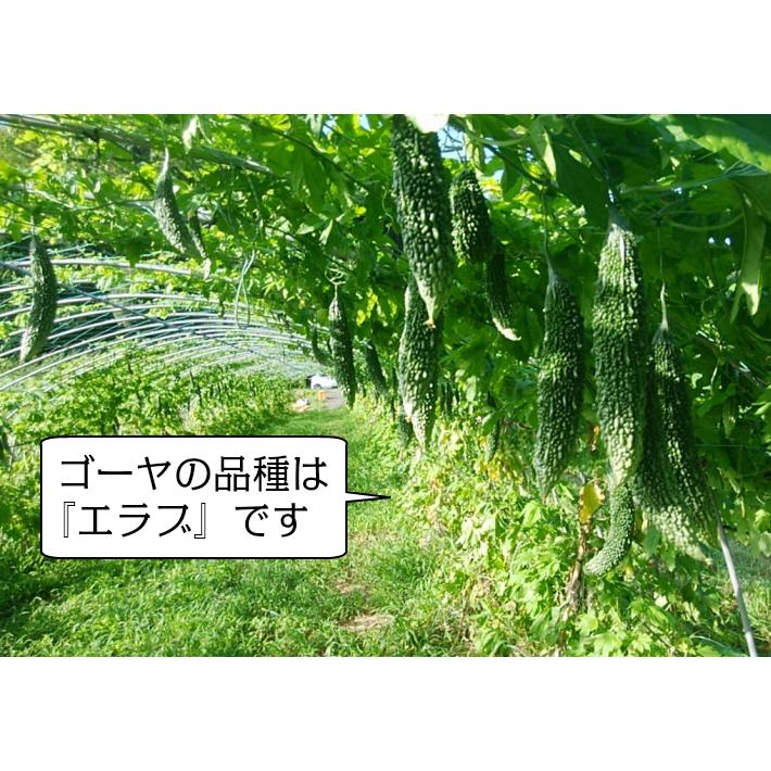 ゴーヤ 乾燥ゴーヤ 国産 乾燥ゴーヤ25g入×2袋 ビタミンC 食物繊維