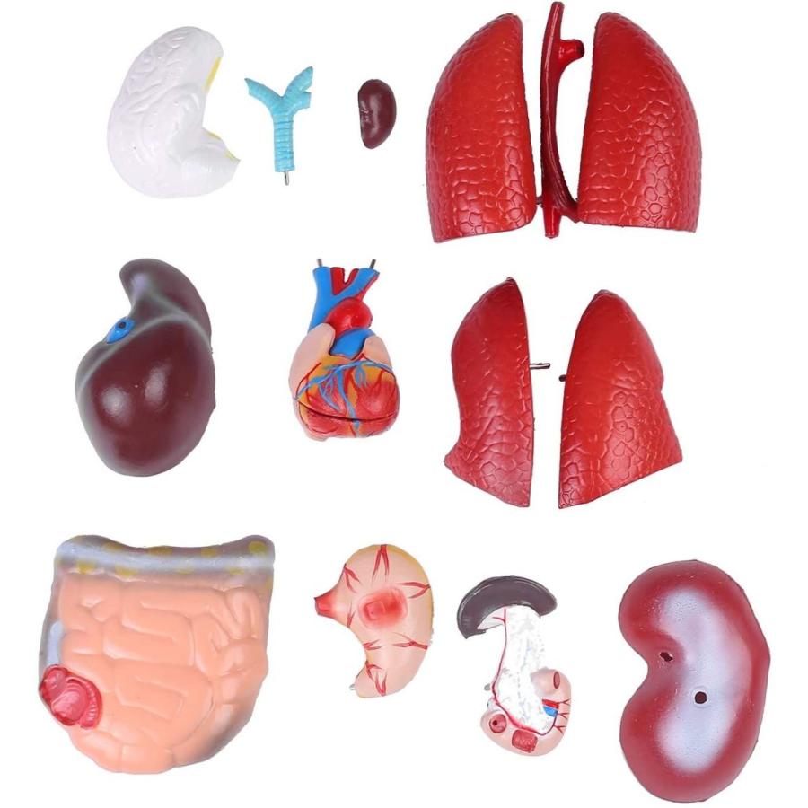 人気激安 人体模型全17パーツ45ユニセックスモデル人体解剖図内臓標本パーツ取り外し可能教材 スポーツ ダイエットサプリ Thinkfreeagents Com