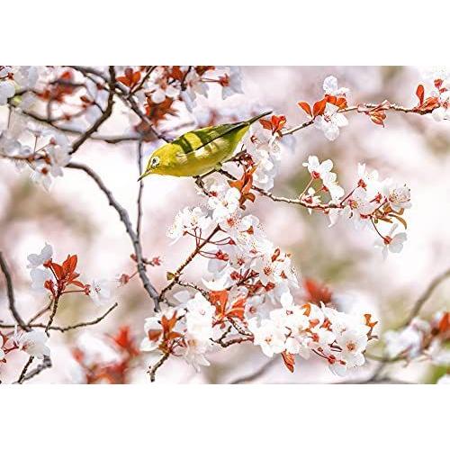 絵画風 壁紙ポスター 目白 はがせるシール式 春の訪れ フユザクラ 冬桜 の蜜を
