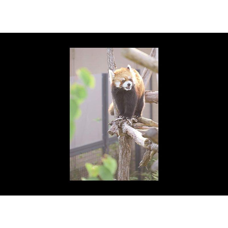 最新 Nikon ミラーレス一眼カメラ Z5 レンズキット NIKKOR Z 24-200mm f/4-6.3 VR 付属 Z5LK24-200 【SKC3220253046】(116239円)