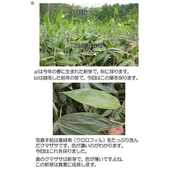 床ずれ マスクかぶれ サンクロン軟膏50g ただれ しもやけ クマザサ 《第3類医薬品》｜satuma｜16