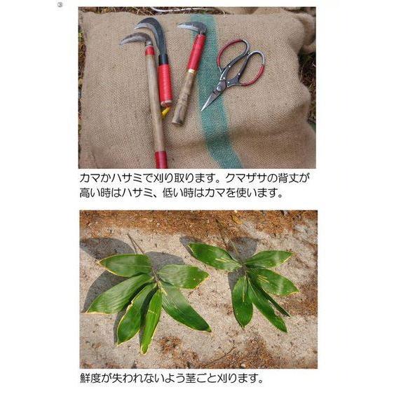 父の日 歯槽膿漏 歯周病 隈笹 クマザサエキス サンクロン 120ml×6本入 歯肉炎 口臭 《第3類医薬品》|satuma|16