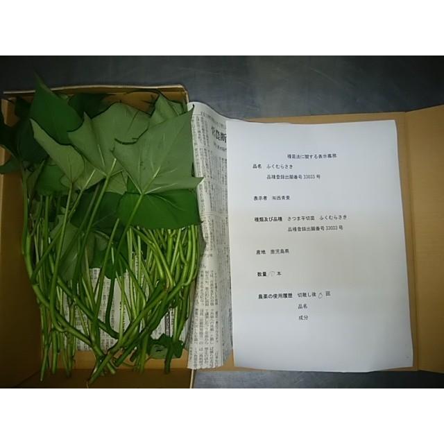 2025年作付け さつまいも苗 むらさき芋「ふくむらさき」切り苗10 2025年作付け さつまいも苗 むらさき芋「ふくむらさき」切り苗10
