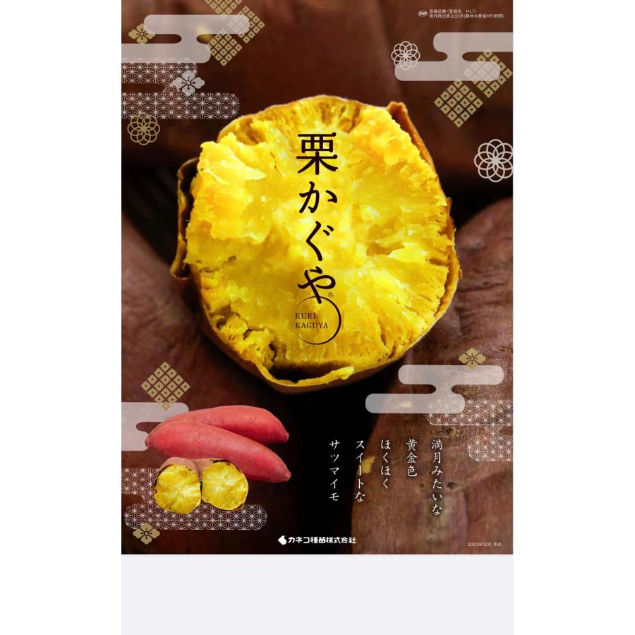 ウィルスフリーバイオ苗あずま200栗かぐや100 令和7年入荷分完売！】バイオ(ウイルスフリー)苗 栗かぐや PVP