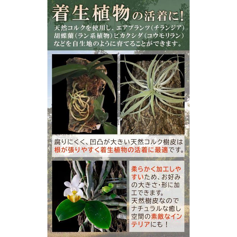 WinJapan コルク樹皮 着生 エアプランツ チランジア バークチップ 爬虫類 観葉植物 本物 ヘゴ板 (大サイズ 200×300 １枚｜savoia｜03