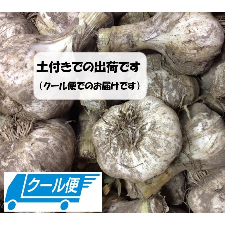 青森県 田子産 生にんにく 新物 Lサイズ 500g 6月中旬〜6月下旬発送