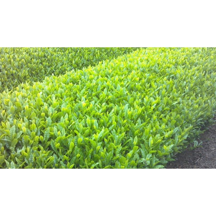 ほうじ茶 茶葉 日本茶 香ばしい香り 狭山茶の 100g 2個入り｜sayama-tea｜04