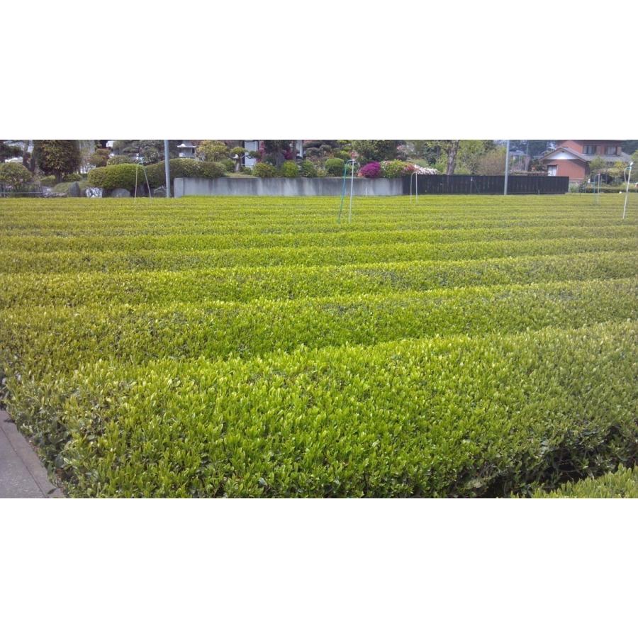 狭山茶 やぶきた 深蒸し茶 「荒茶仕立て」２０２０年 一番茶葉 100g。２セットからご利用いただける割引クーポンもございます。｜sayama-tea｜02