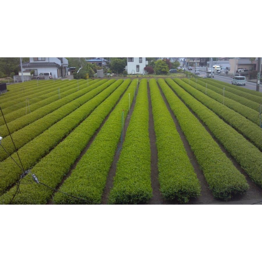 狭山茶 やぶきた 深蒸し茶 「荒茶仕立て」２０２０年 一番茶葉 100g。２セットからご利用いただける割引クーポンもございます。｜sayama-tea｜03