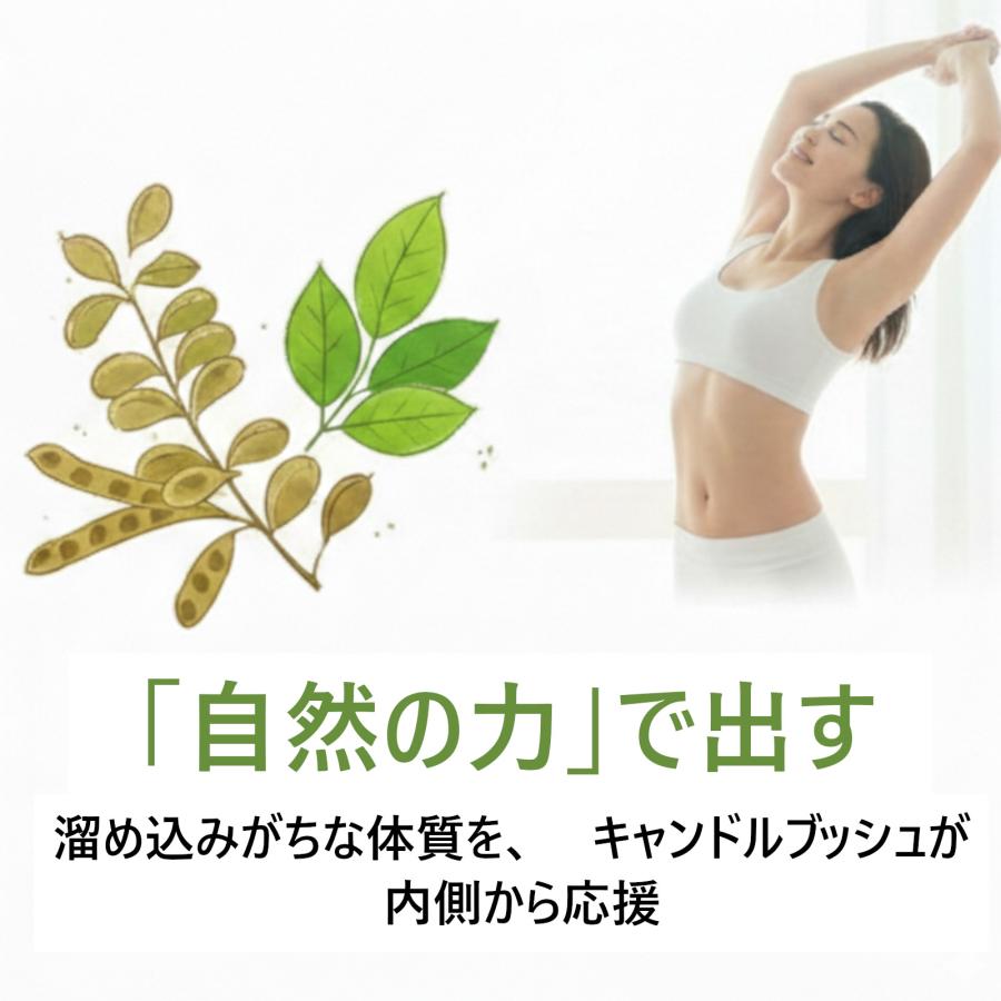 ダイエット 黒烏龍 茶 キャンドルブッシュ ピーチ 送料無料 : 山茶花園
