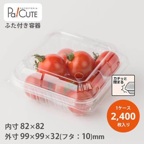 現品】旅人の木/扇芭蕉 ドライ 特大（1） 現品】旅人の木/扇芭蕉ドライ