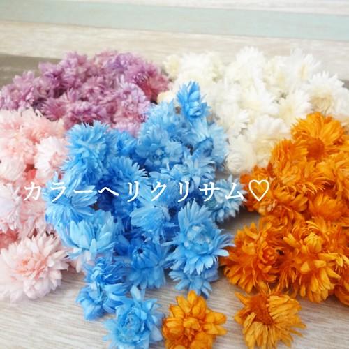 ハーバリウムにオススメ カラーヘリクリサム 貝細工 約10g ドライフラワー 花材 3213 0 601 Sweetcharm 通販 Yahoo ショッピング