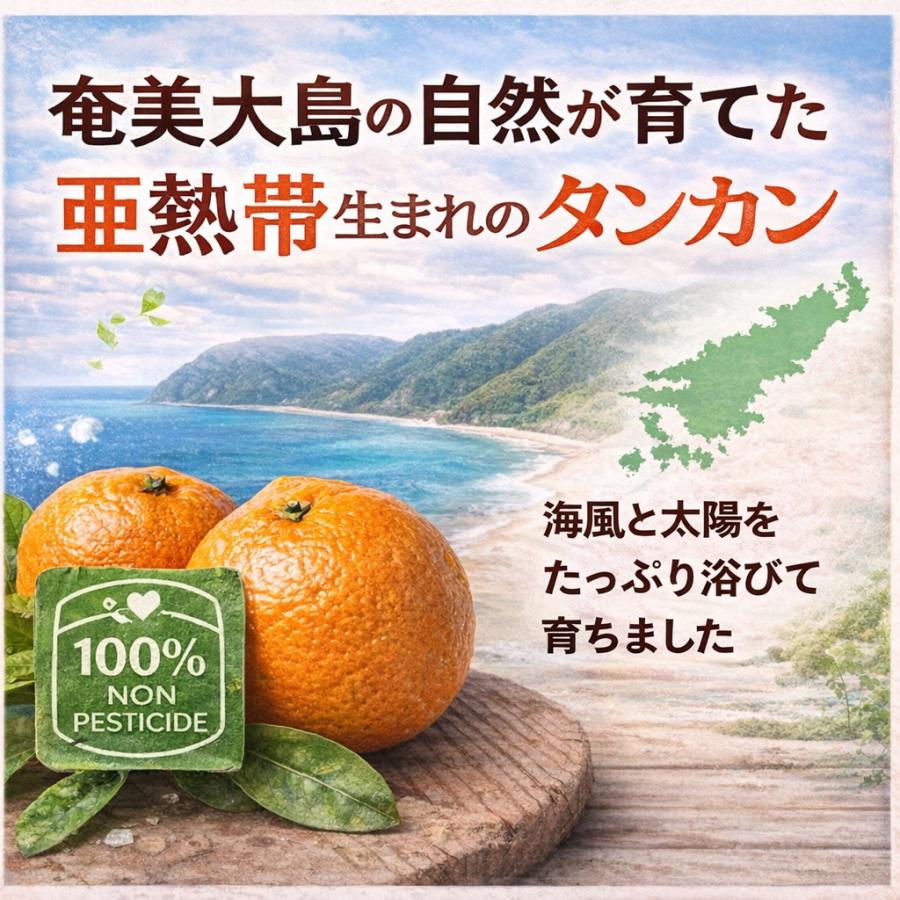 たんかん 奄美 5kg タンカン 贈答用 訳あり5キロ みかん 完熟たんかん