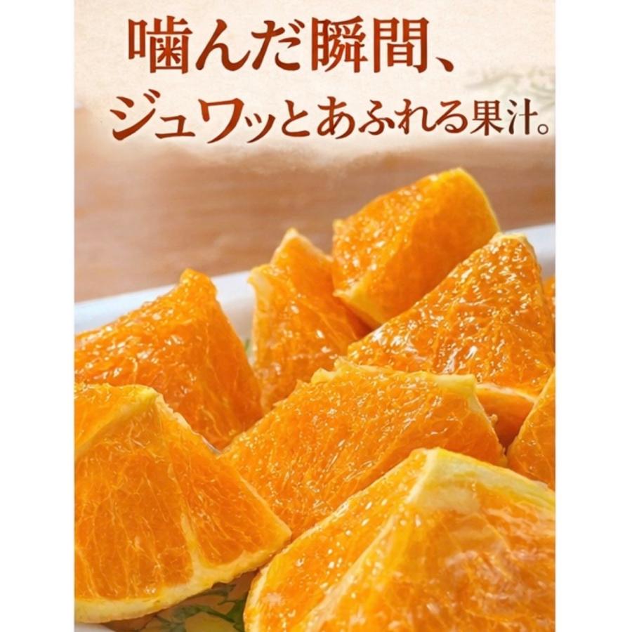 たんかん 奄美 5kg タンカン 贈答用 訳あり5キロ みかん 完熟たんかん