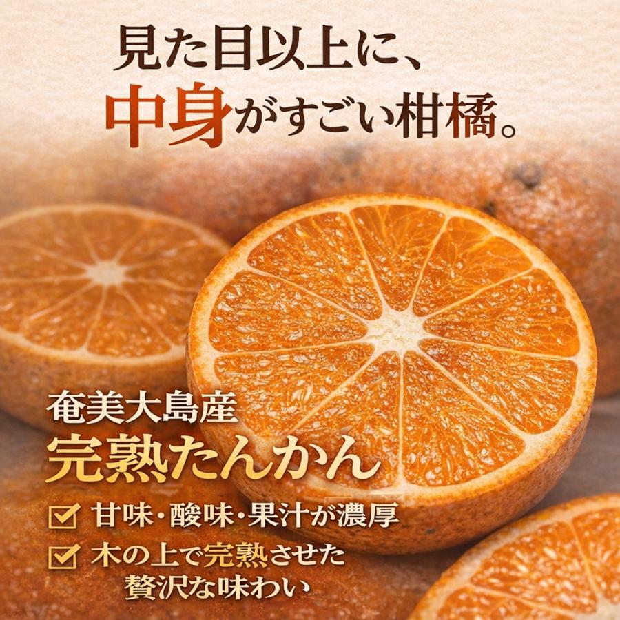 たんかん 奄美 5kg タンカン 贈答用 訳あり5キロ みかん 完熟たんかん