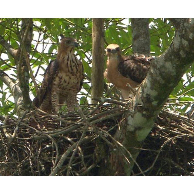 ワイルドライフ 東南アジア ボルネオ 華麗 巧妙 鳥たちの空中ハンティング DVD