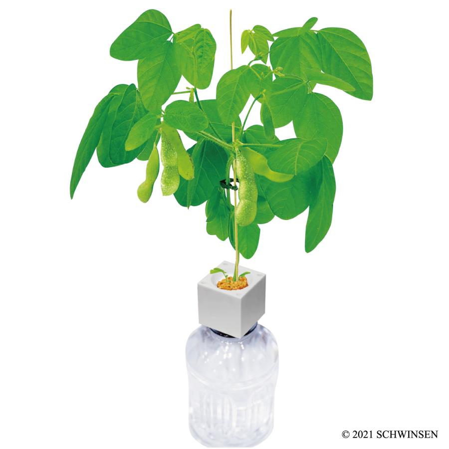 公式 Greentoy 栽培キット グリーントイ おつまみ枝豆 オフィシャルショップ 枝豆 ペットボトル 水耕栽培 簡単 栽培 野菜 室内 園芸 おしゃれ 激安挑戦中