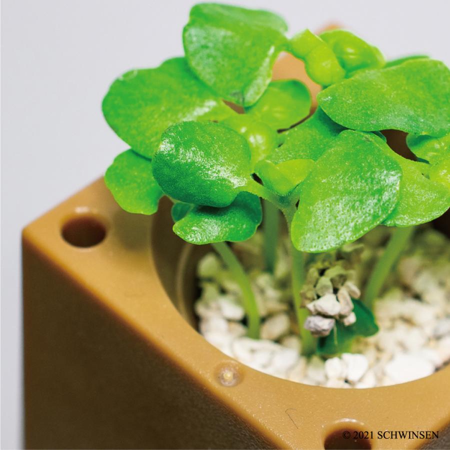 公式 Greentoy 栽培キット グリーントイ スイートバジル オフィシャルショップ バジル 栽培 水耕栽培 室内 園芸 野菜 簡単 おしゃれ Gtsc005 室内園芸専門店schwinsen Yahoo 店 通販 Yahoo ショッピング