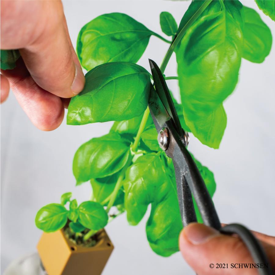 公式 GREENTOY 栽培キット グリーントイ スイートバジル オフィシャル