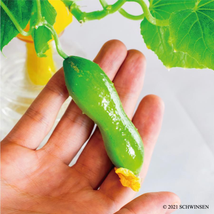 公式 Greentoy 栽培キット グリーントイ ミニきゅうり オフィシャルショップ キュウリ 胡瓜 ペットボトル 栽培 水耕栽培 室内 園芸 野菜 簡単 おしゃれ Gtsc007 室内園芸専門店schwinsen Yahoo 店 通販 Yahoo ショッピング