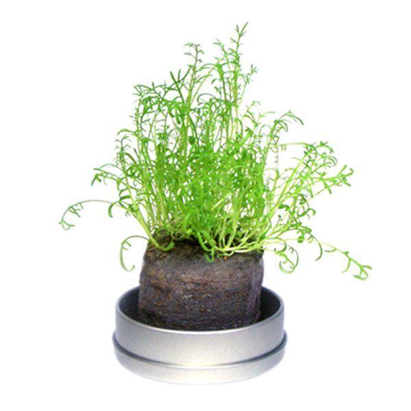 海外 Little Herb リトルハーブ ちいさなハーブの栽培キット カモミール 室内 園芸 簡単 おしゃれ ハーブ 栽培キット Thisissesame Com